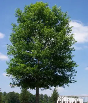 Nuttall Oak-30 Gallon Trees for sale by Level To Leaf landscaping in Central Florida