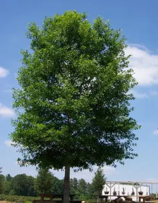 Nuttall Oak-30 Gallon Trees for sale by Level To Leaf landscaping in Central Florida
