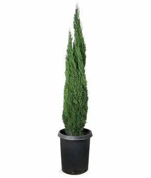 Italian Cypress-15 Gallon tree for sale by Level To Leaf landscaping in Central Florida