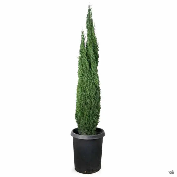Italian Cypress-15 Gallon tree for sale by Level To Leaf landscaping in Central Florida