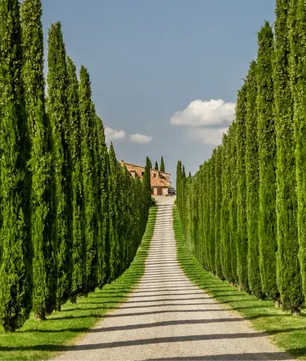 Italian Cypress-15 Gallon tree for sale by Level To Leaf landscaping in Central Florida