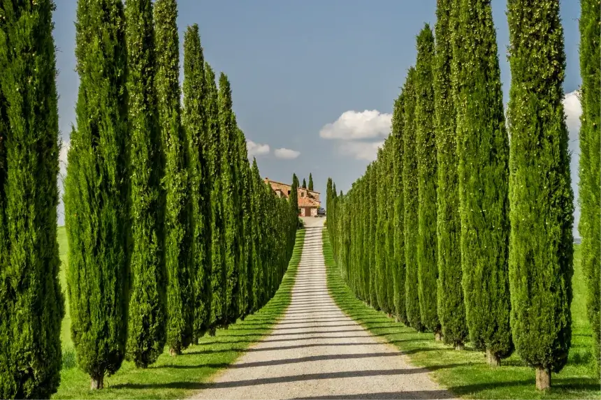 Italian Cypress-15 Gallon tree for sale by Level To Leaf landscaping in Central Florida