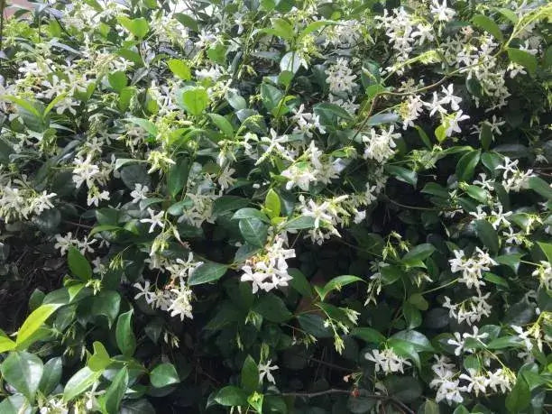 Jasmine Confederate-3 Gallon Plants for sale by Level To Leaf landscaping in Central Florida