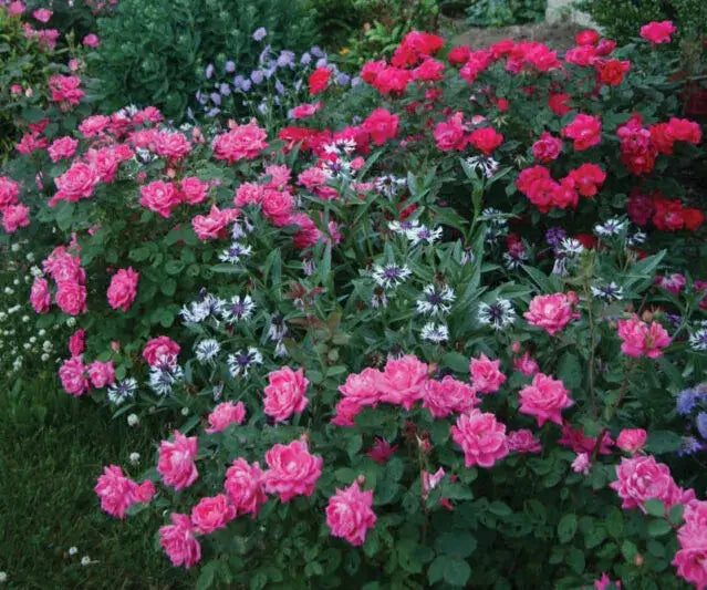 Rose Knock Down-Double Pink-3 Gallon Plants for sale by Level To Leaf landscaping in Central Florida