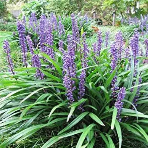 Liriope Super Blue-1 Gallon Plants for sale by Level To Leaf landscaping in Central Florida