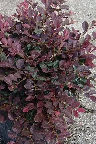 Loropetalum Ruby-3 Gallon Plants for sale by Level To Leaf landscaping in Central Florida