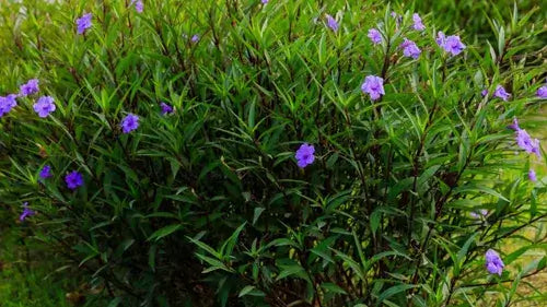 Mexican Petunia-3 Gallon Plants for sale by Level To Leaf landscaping in Central Florida