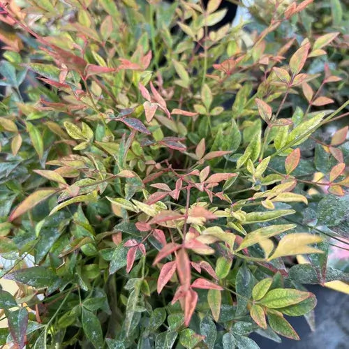 Nandina Domestica-3 Gallon Plants for sale by Level To Leaf landscaping in Central Florida