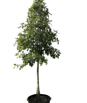 Nuttall Oak-30 Gallon Trees for sale by Level To Leaf landscaping in Central Florida
