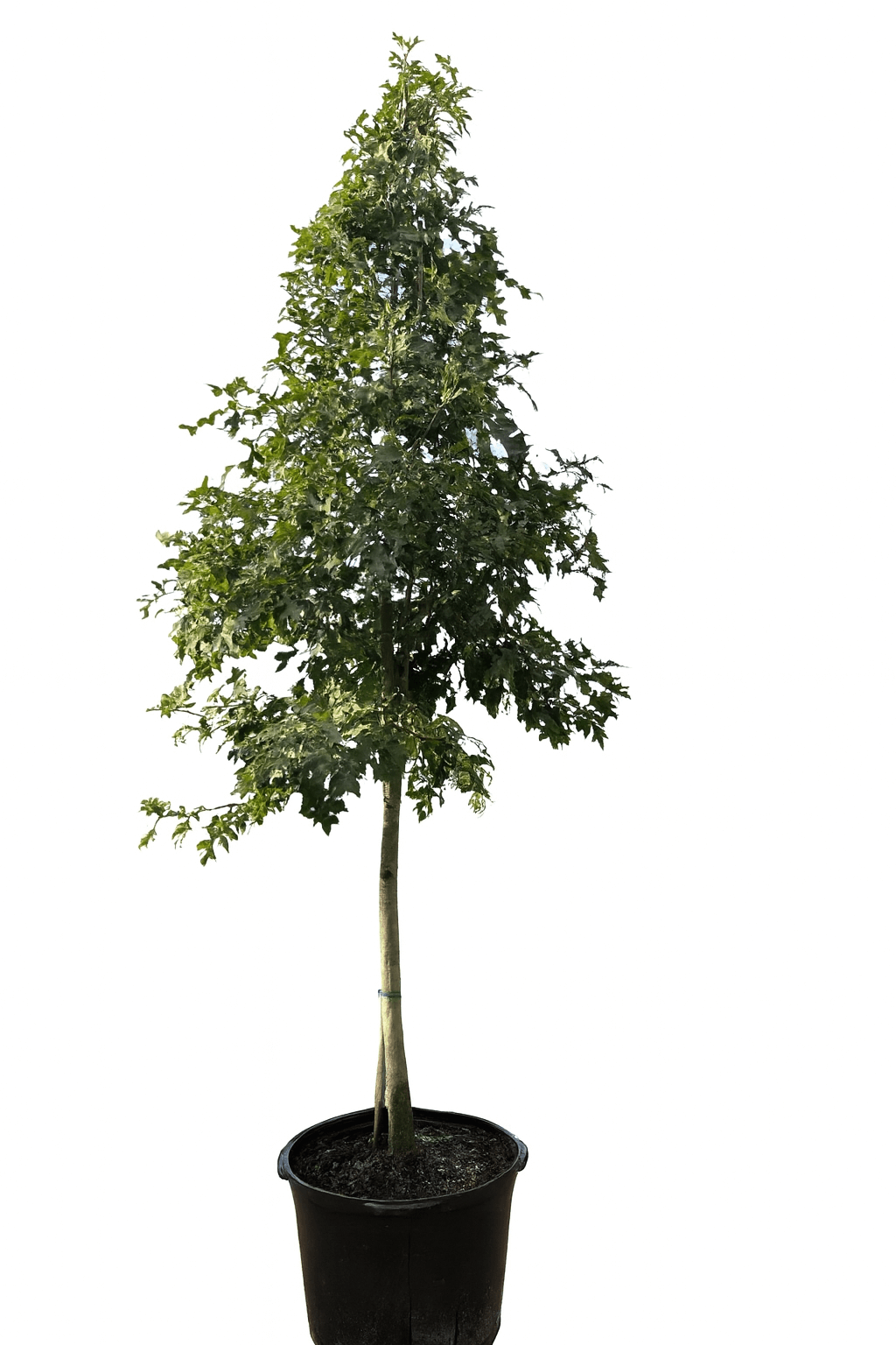Nuttall Oak-30 Gallon Trees for sale by Level To Leaf landscaping in Central Florida