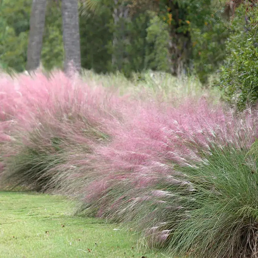 Pink Muhly Grass-3 Gallon Plants for sale by Level To Leaf landscaping in Central Florida