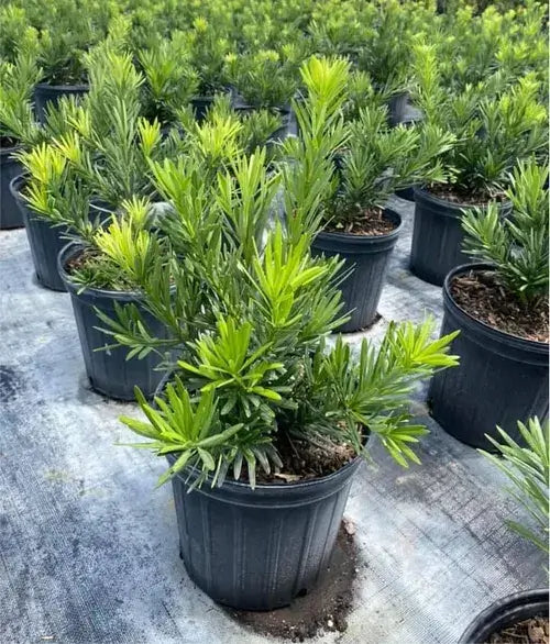 Podocarpus Pringles tree for sale by Level To Leaf landscaping in Central Florida