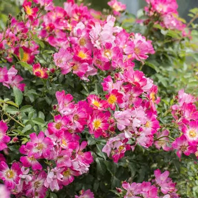 Rose Pink Drift-3 Gallon Plants for sale by Level To Leaf landscaping in Central Florida