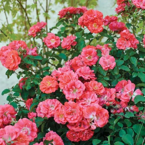 Rose Coral Drift-3 Gallon Plants for sale by Level To Leaf landscaping in Central Florida
