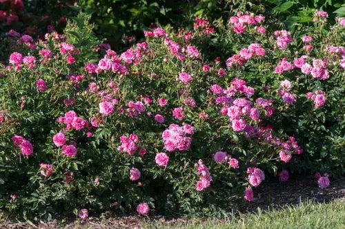 Rose Sweet Drift-3 Gallon tree for sale by Level To Leaf landscaping in Central Florida