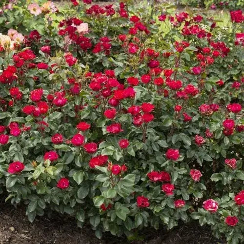 Rose Knock Out Double Red-3 Gallon Plants for sale by Level To Leaf landscaping in Central Florida