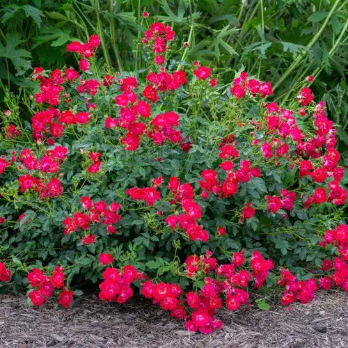 Rose Red Drift-3 Gallon Plants for sale by Level To Leaf landscaping in Central Florida