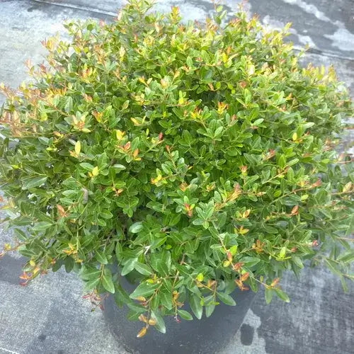 Schilling Dwarf Yaupon-3 Gallon tree for sale by Level To Leaf landscaping in Central Florida