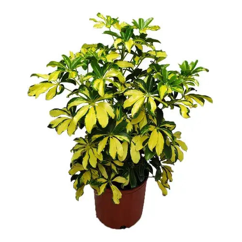Trinette-3 Gallon tree for sale by Level To Leaf landscaping in Central Florida