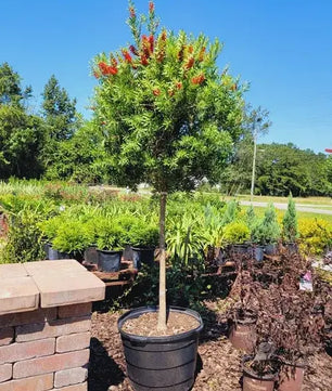 Bottle Brush Red Cluster tree for sale by Level To Leaf landscaping in Central Florida