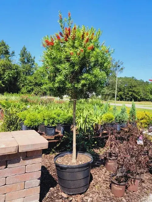 Bottle Brush Red Cluster tree for sale by Level To Leaf landscaping in Central Florida
