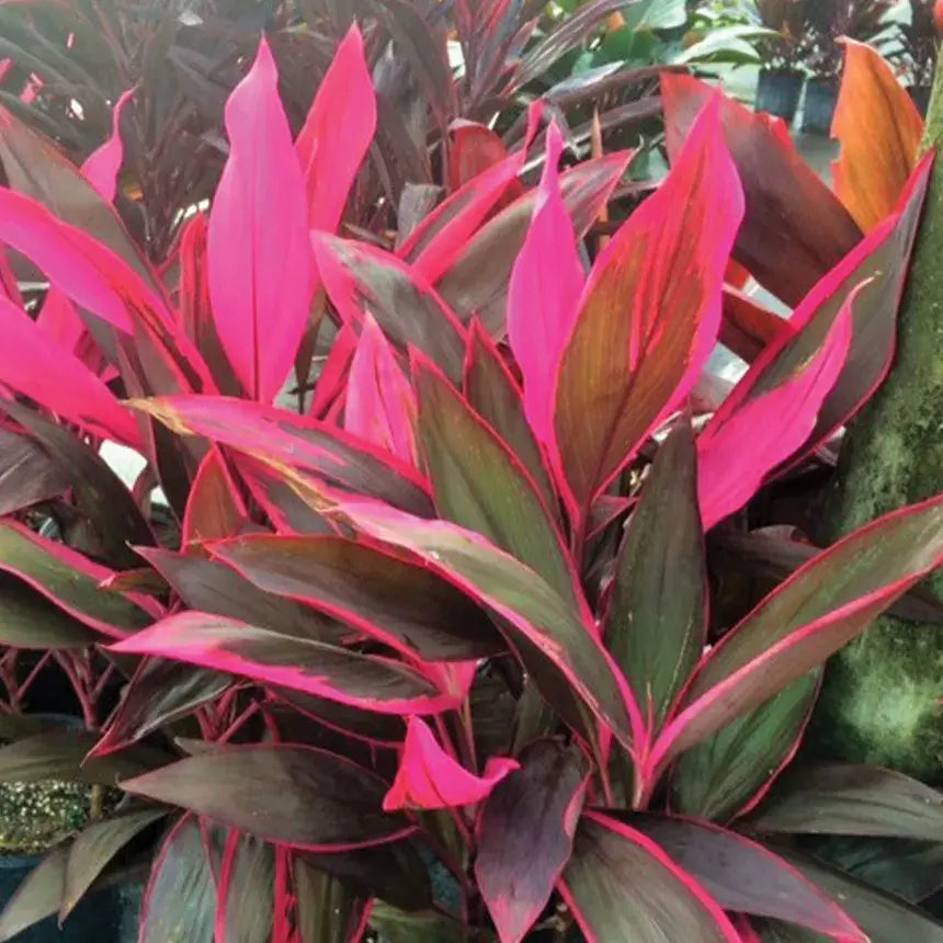 Cordyline Redsister-3 Gallon Plants for sale by Level To Leaf landscaping in Central Florida