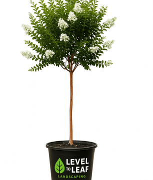 Crape Myrtle Tree Trees for sale by Level To Leaf landscaping in Central Florida
