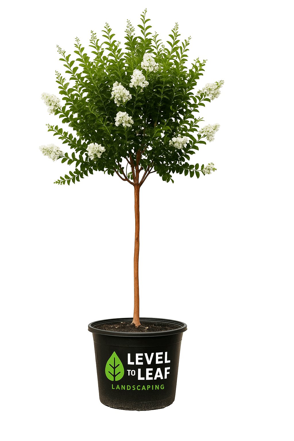 Crape Myrtle Tree Trees for sale by Level To Leaf landscaping in Central Florida