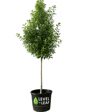 Eagleston Holly Trees for sale by Level To Leaf landscaping in Central Florida