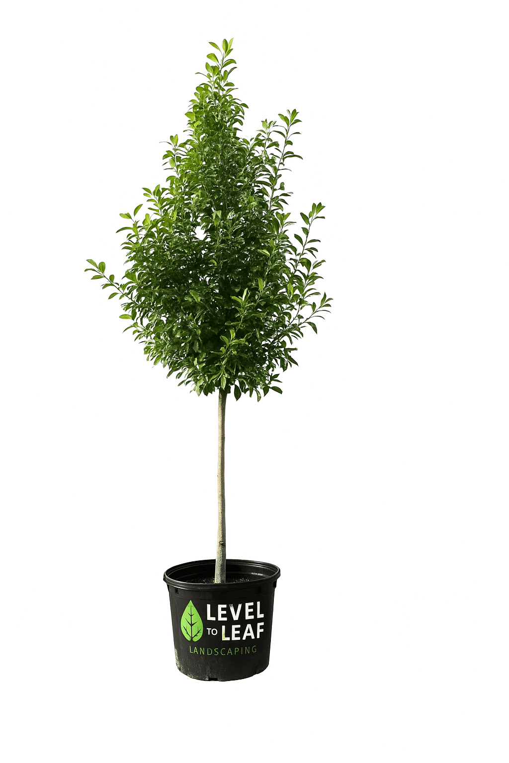 Eagleston Holly Trees for sale by Level To Leaf landscaping in Central Florida