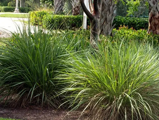 Fakahatchee Grass-3 Gallon Plants for sale by Level To Leaf landscaping in Central Florida