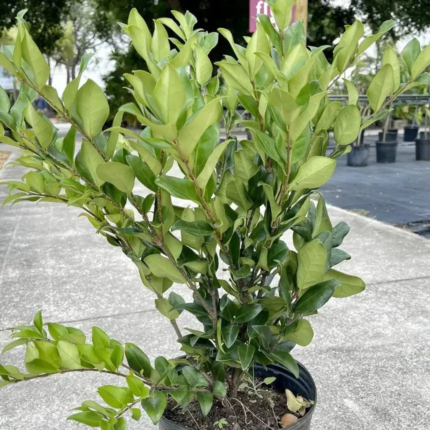 Ligustrum-3 Gallon Plants for sale by Level To Leaf landscaping in Central Florida