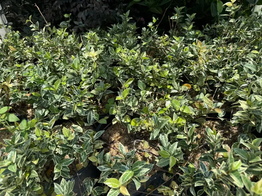Jasmine Asiatic-1 Gallon Plants for sale by Level To Leaf landscaping in Central Florida