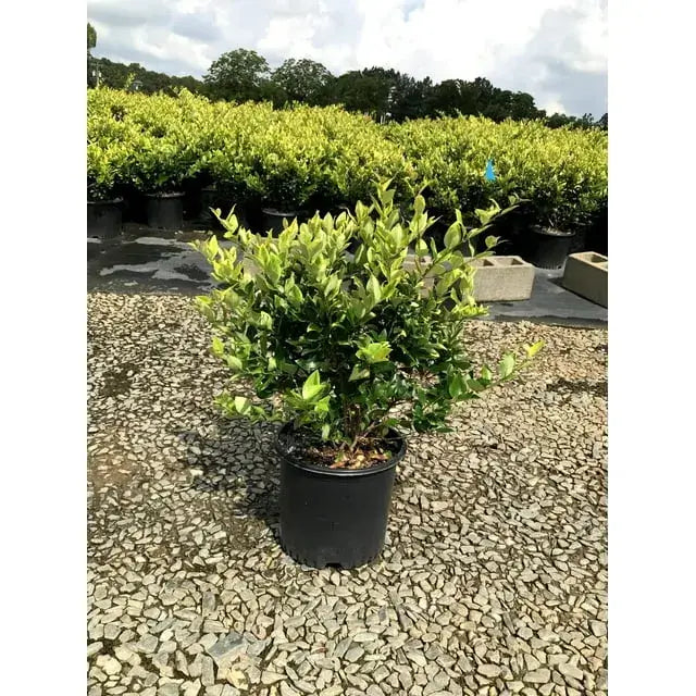 Ligustrum Howardi-3 Gallon Plants for sale by Level To Leaf landscaping in Central Florida