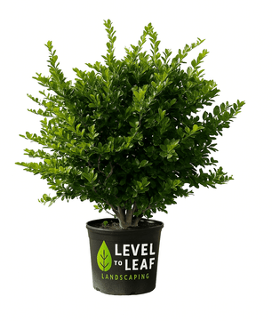 Ligustrum Trees for sale by Level To Leaf landscaping in Central Florida
