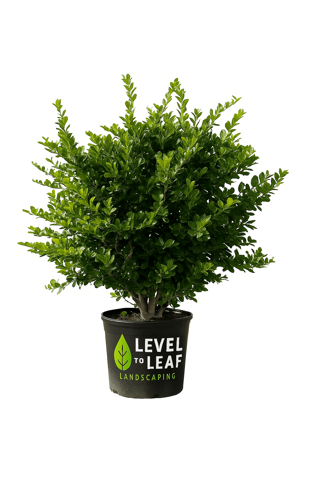 Ligustrum Trees for sale by Level To Leaf landscaping in Central Florida