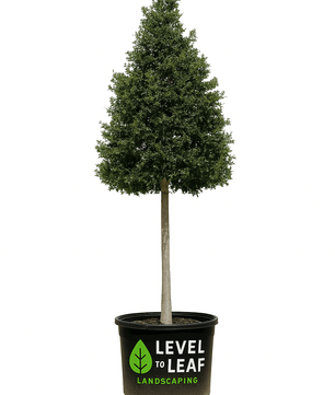 Live Oak Tree Trees for sale by Level To Leaf landscaping in Central Florida