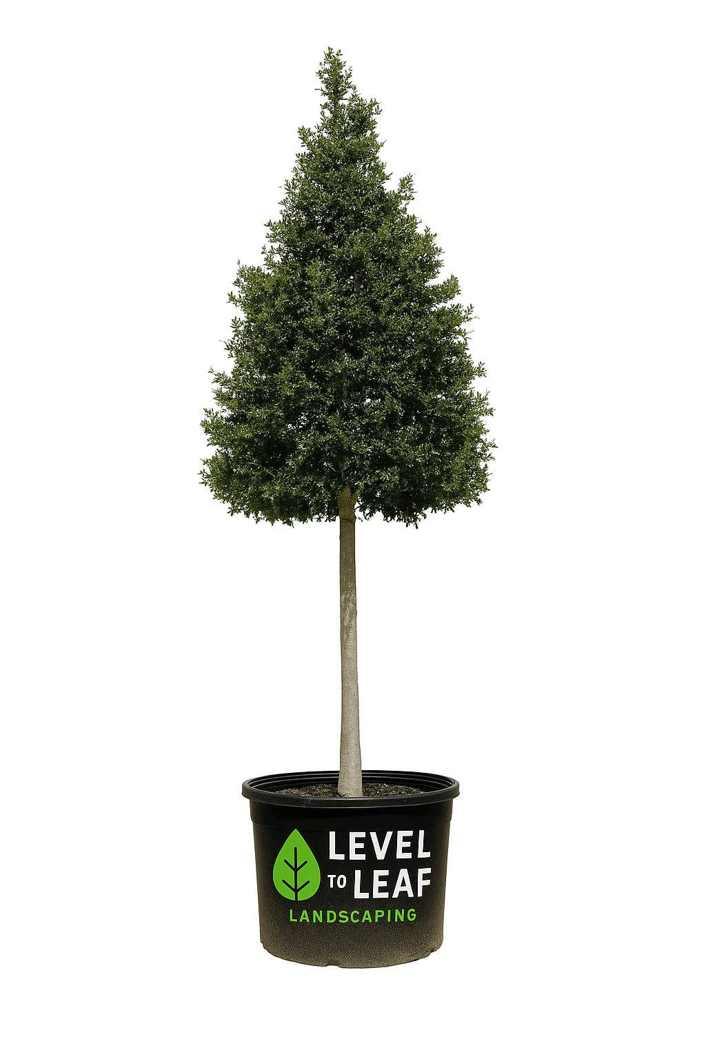 Live Oak Tree Trees for sale by Level To Leaf landscaping in Central Florida