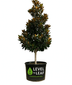 Magnolia Tree Bracken's Brown Beauty Trees for sale by Level To Leaf landscaping in Central Florida