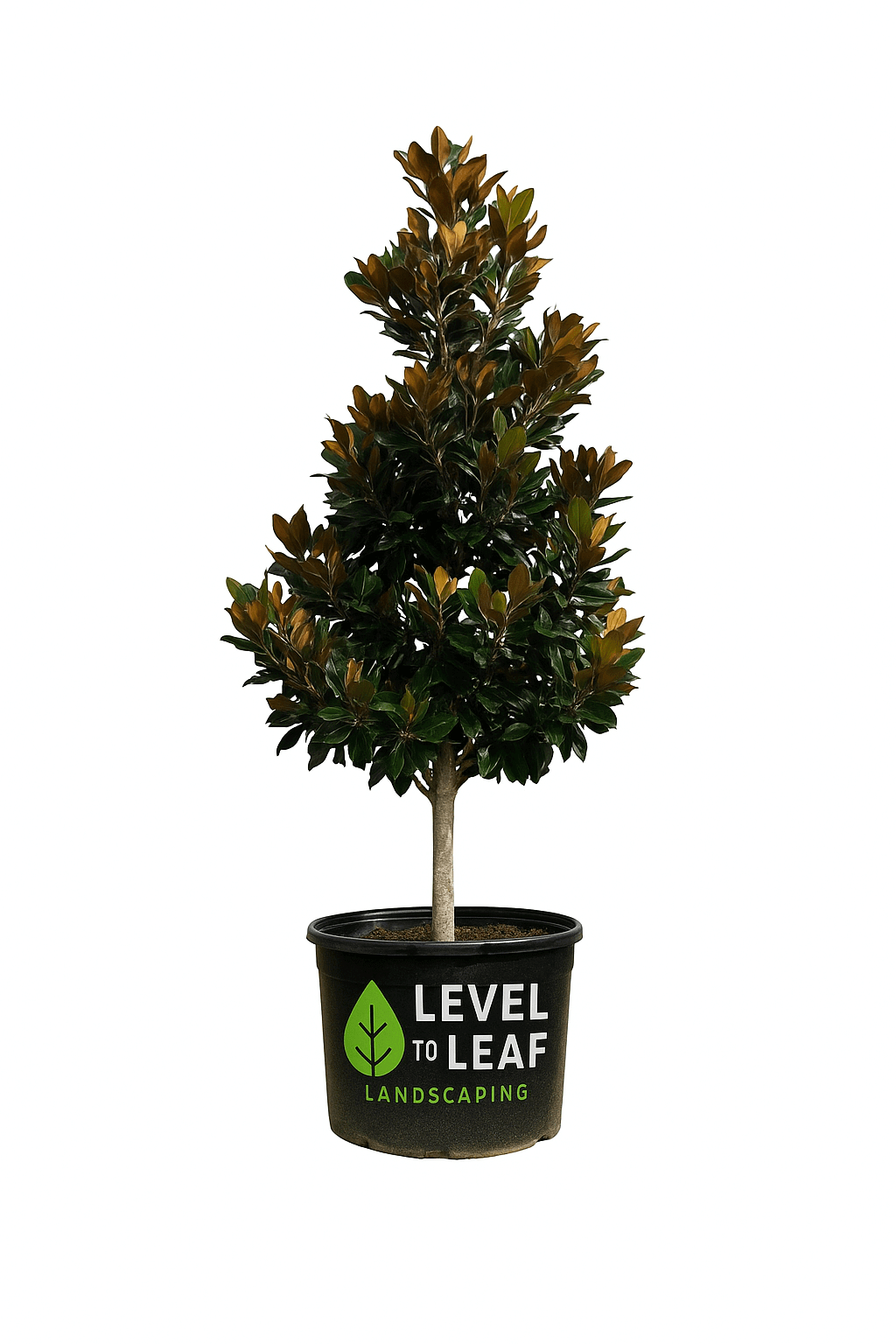 Magnolia Tree Bracken's Brown Beauty Trees for sale by Level To Leaf landscaping in Central Florida