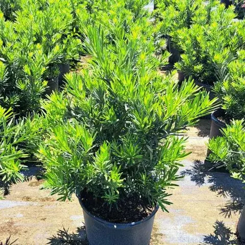 Podocarpus-3 Gallon Plants for sale by Level To Leaf landscaping in Central Florida