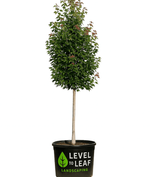 Red Maple Trees for sale by Level To Leaf landscaping in Central Florida