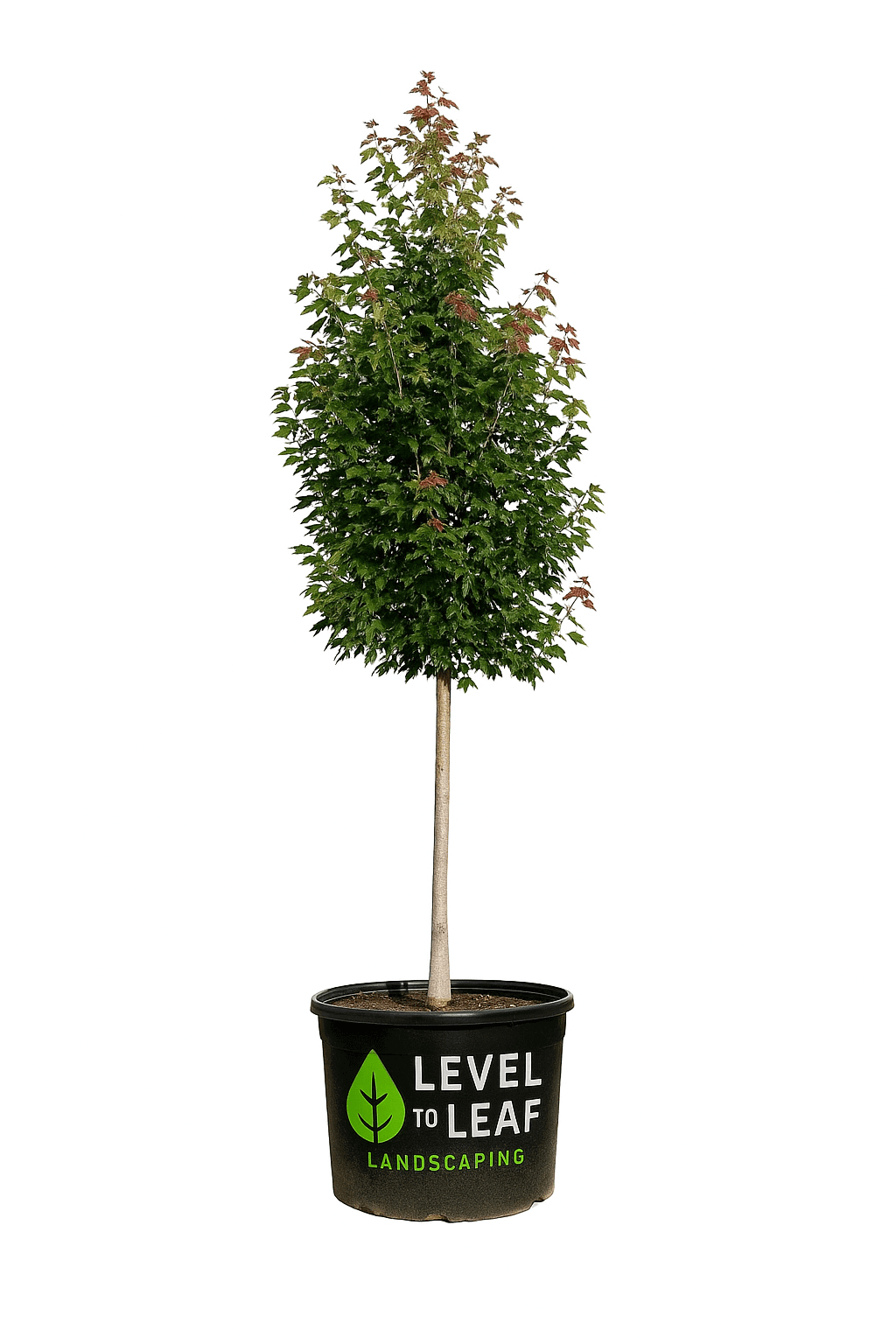 Red Maple Trees for sale by Level To Leaf landscaping in Central Florida