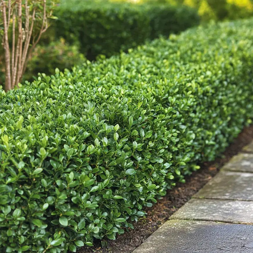 Boxwood Japanese-3 Gallon Plants for sale by Level To Leaf landscaping in Central Florida