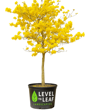 Tabebuia – Yellow Trumpet Tree Trees for sale by Level To Leaf landscaping in Central Florida