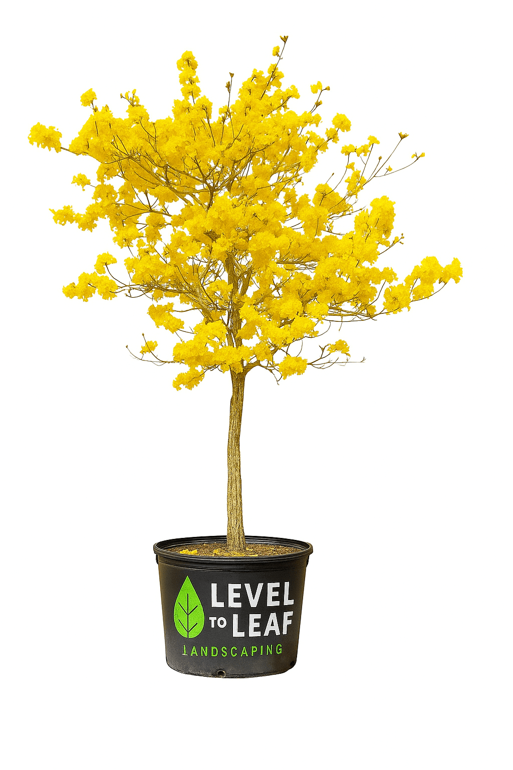 Tabebuia – Yellow Trumpet Tree Trees for sale by Level To Leaf landscaping in Central Florida
