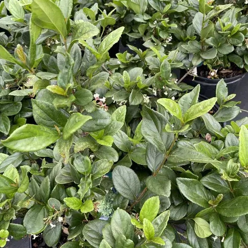 Vibernum Suspensum-3 Gallon tree for sale by Level To Leaf landscaping in Central Florida